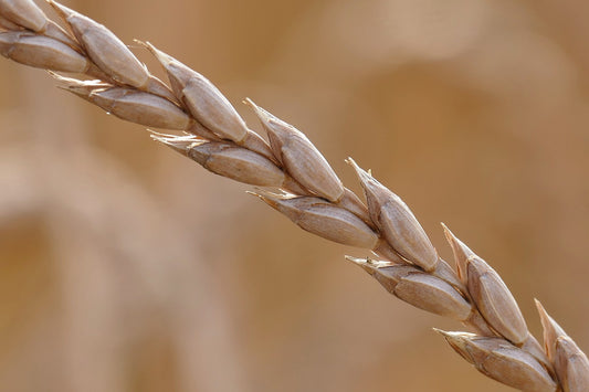 Perchè il farro?